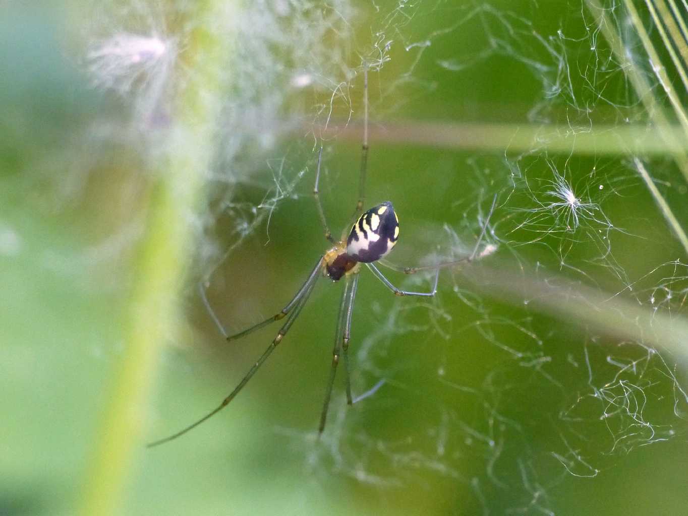 Neriene radiata - Roma